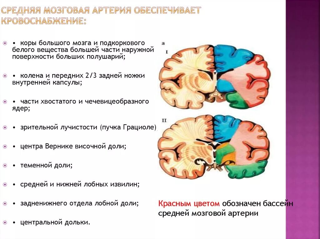 Инсульт правого бассейна. Бассейн левой средней мозговой артерии. Нарушения кровообращения в бассейне передней мозговой артерии. Геморрагический инсульт в бассейне средней мозговой артерии. Ишемический инсульт в бассейне средней мозговой артерии.