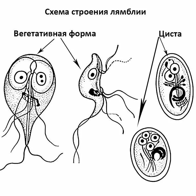 Вегетативная форма лямблии рисунок. Лямблия интестиналис строение. Схема лямблии. Схема лямблии. Lamblia intestinalis цикл развития.