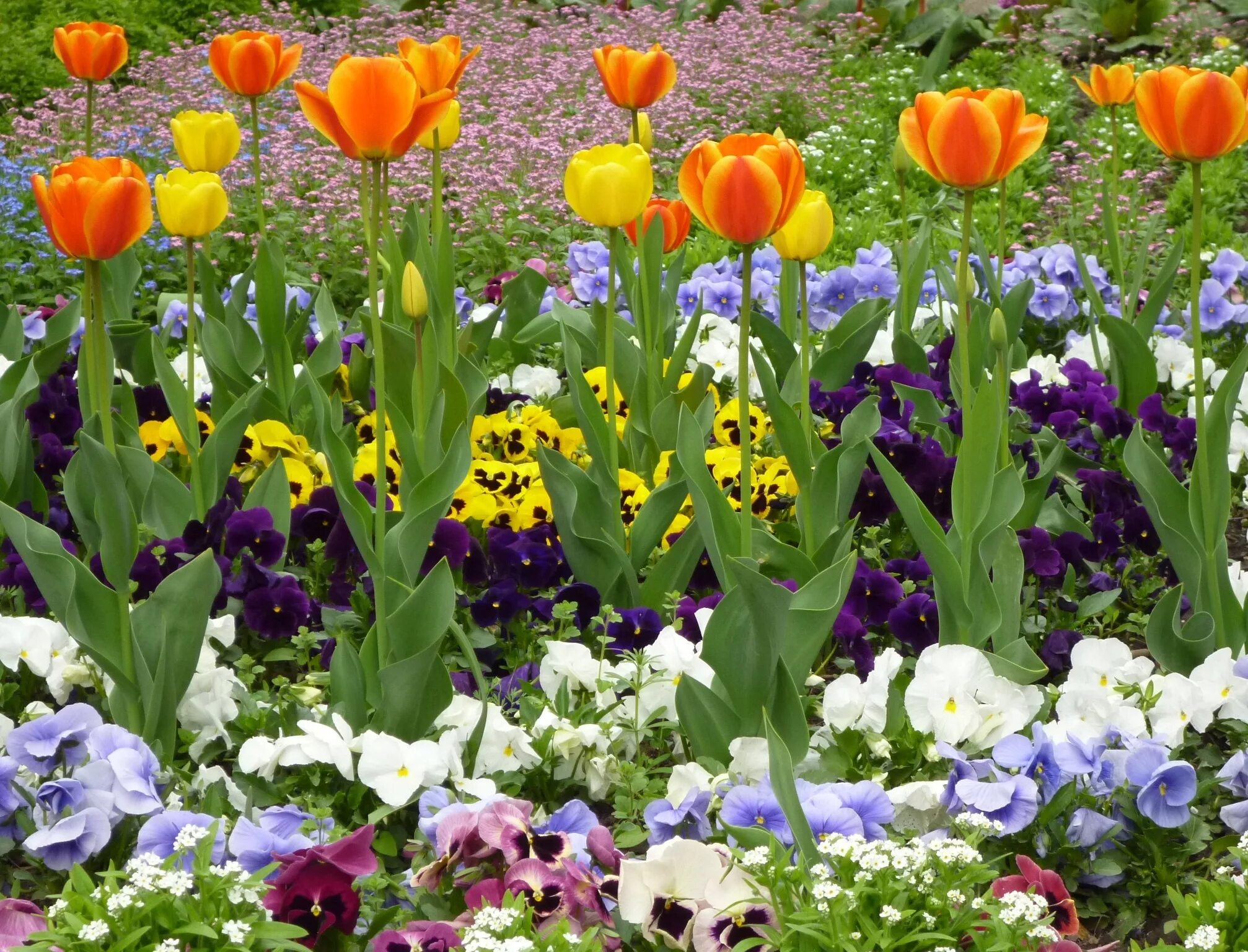 Какие цветы можно посадить весной семенами. Однолетние луковичные тюльпаны. Миксбордер тюльпаны крокусы нарциссы. Гиацинт рабатка. Луковичные растения тюльпаны.