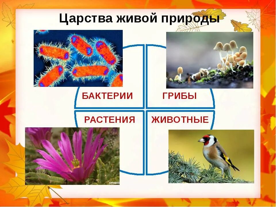 Свойства живого царства