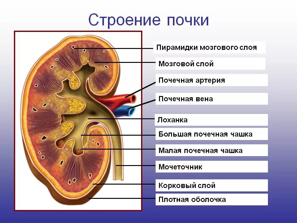 Из чего состоит почка