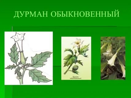 Дурман обыкновенный наземно воздушная или водная