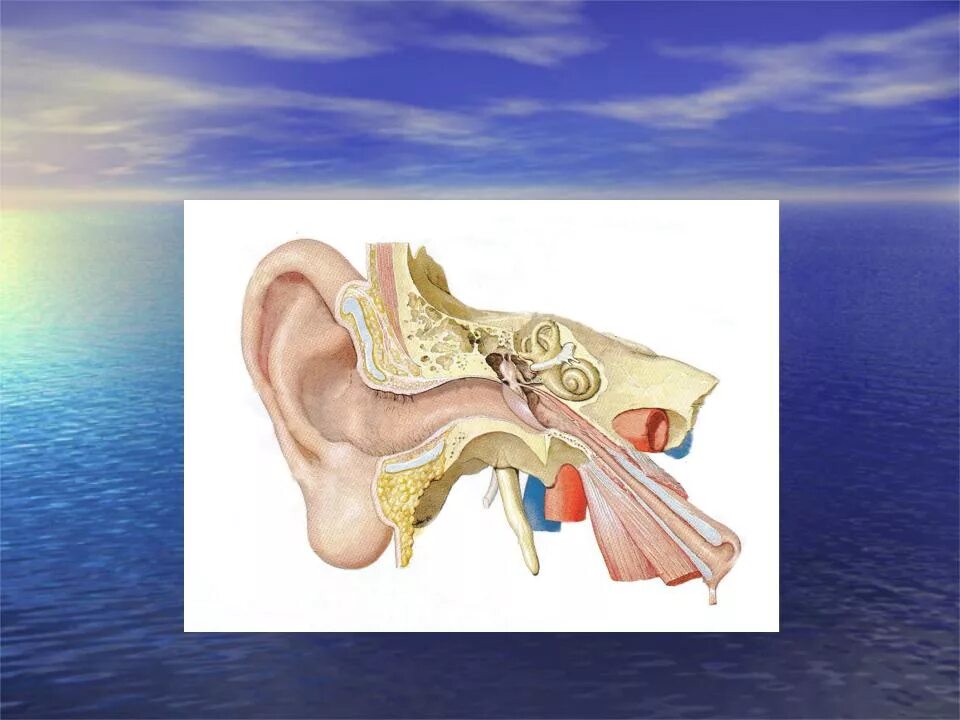 Орган слуха и равновесия презентация