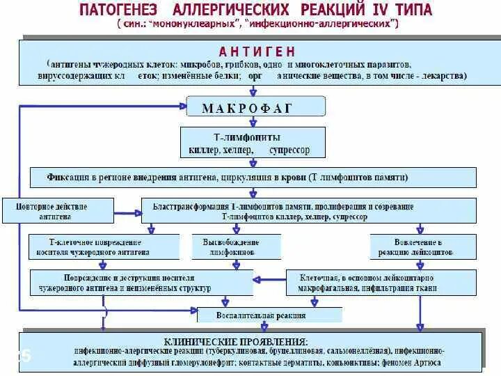 Реакции повышенной чувствительности. Схема аллергической реакции 4 типа. Патогенез аллергических реакций 4 типа. Механизм развития аллергической реакции замедленного типа. Аллергическая реакция 4 типа патофизиология.