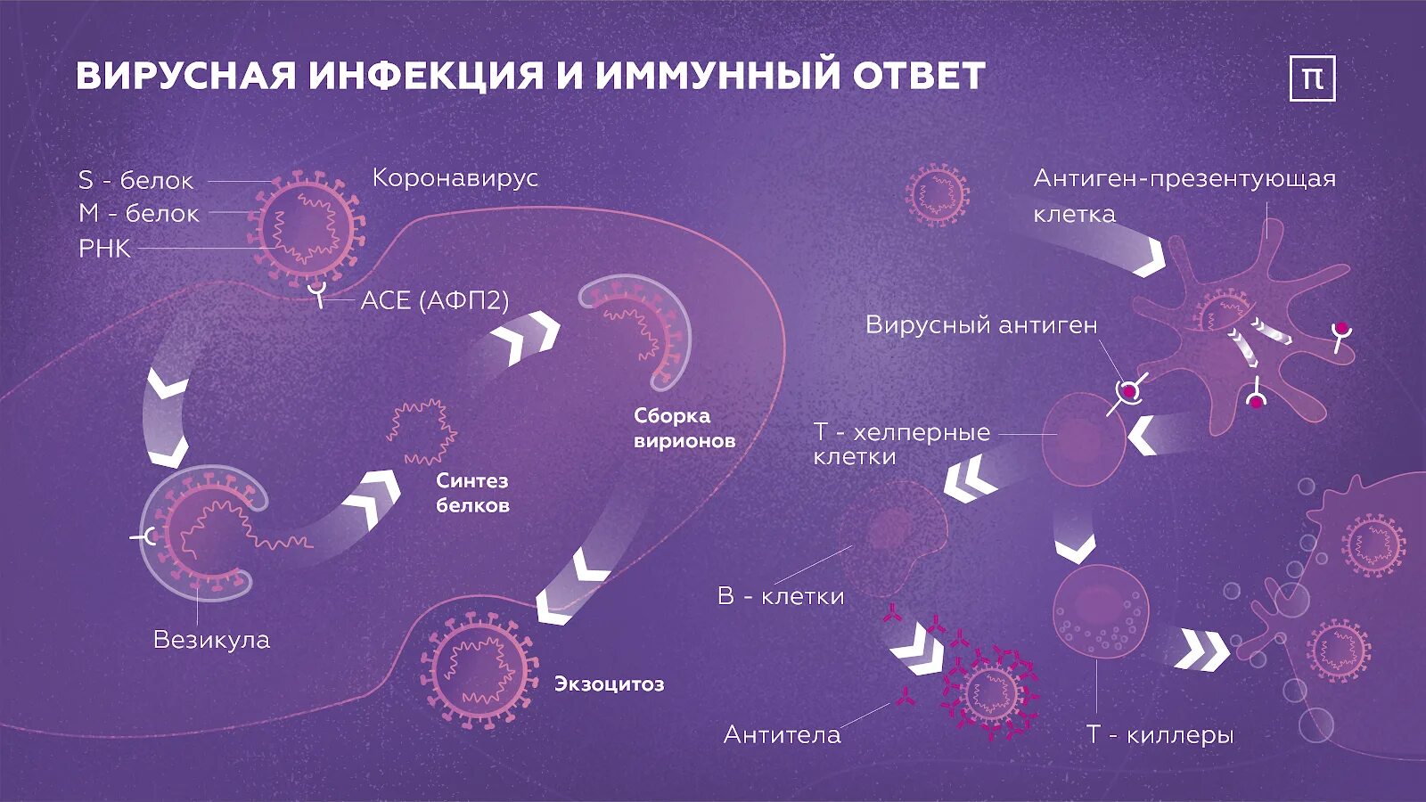 После коронавируса сильно. Клетки иммунной системы схема. Иммунный ответ при коронавирусе. Вирусные инфекции иммунной системы. Схема иммунного ответа при вирусной инфекции.