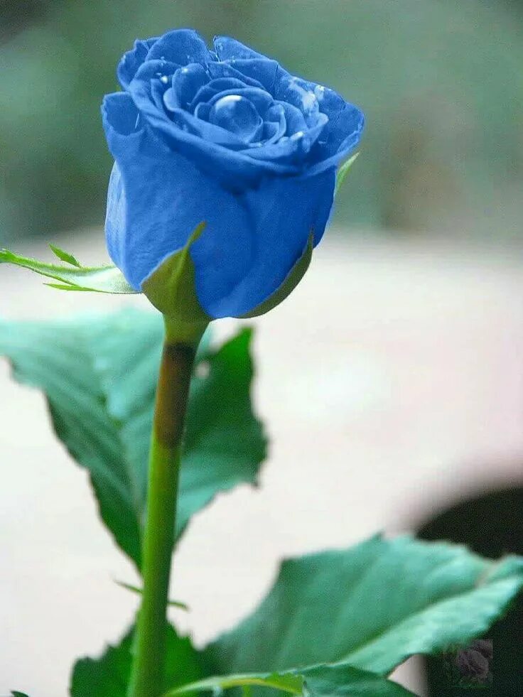 Гулхои садбарг. Кооз гулдор. Тут гул. Цветы лола кизгалдок. Тут гул.