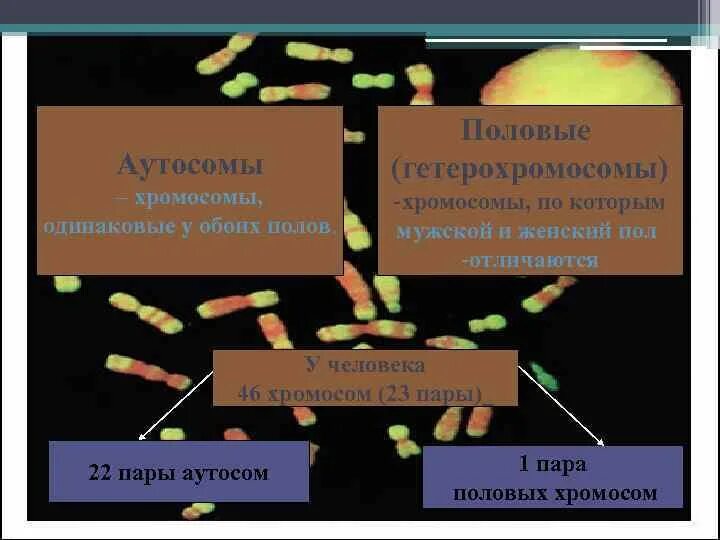 Генетика пола аутосомы и половые хромосомы. Аутосомами называются хромосомы. Половые хромосомы (гетерохромосомы) это. Пары аутосом.