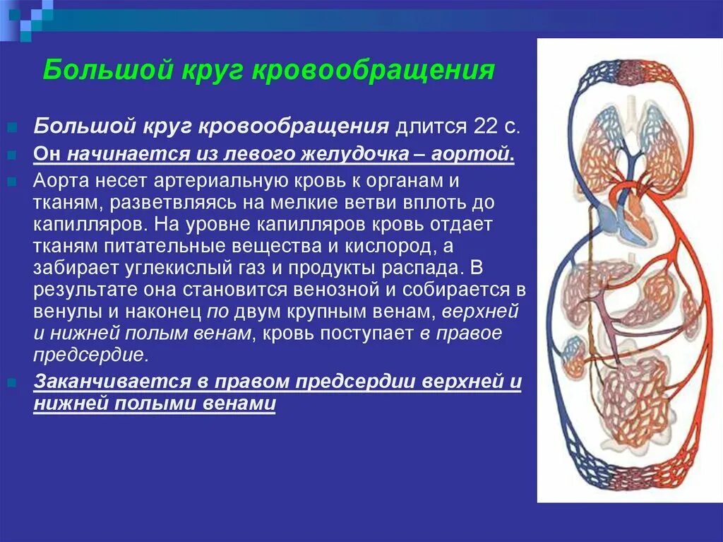 Кровообращение человека последовательность. Большой малый и венечный круг кровообращения. Какими сосудами заканчивается большой круг кровообращения. Малый и большой круг кровообращения начинается. Большой круг кровообращения начинается кровеносным сосудом.