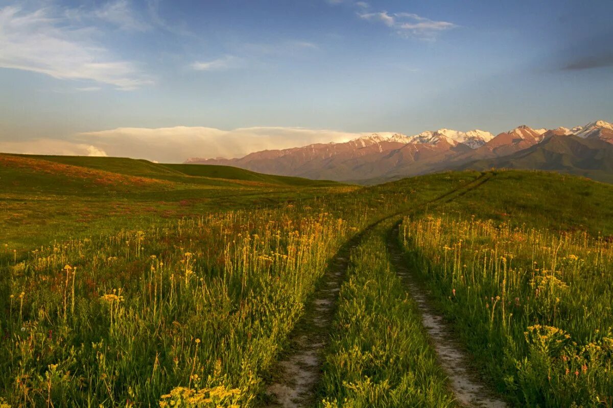 Чуйская долина конопляные поля. Чуйская долина конопля. Чуйская долина узбекистан. Чуйская долина анаша. Чуйская долина поле конопли.