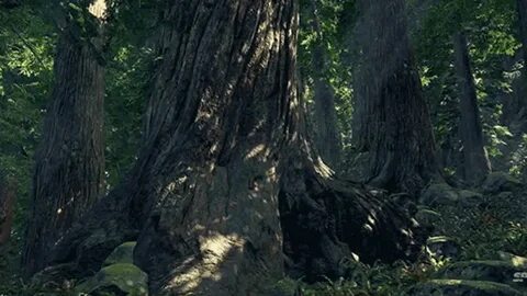 Forest but