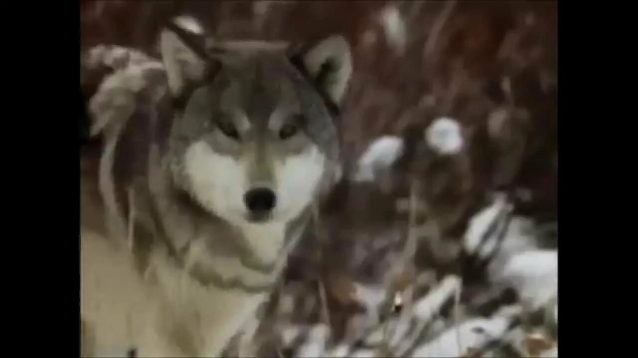 Одинокая волчица белая. Одинокая волчица. Одинокая волчица белый орел. Одинокая волчица. Я одинокая волчица.