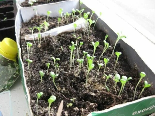 Гвоздика шабо всходы. Выращивание гвоздики турецкой из семян рассадой. Гвоздика шабо пикировать рассаду. Гвоздика шабо рассада. Гвоздика турецкая ростки.