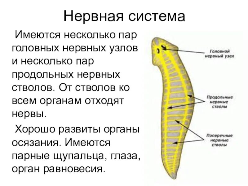 Нервная система плоских червей 7 класс биология. Нервная система плоских червей 7 класс таблица. Нервная система плоских червей 7 класс. Нервная система червей 7 класс.