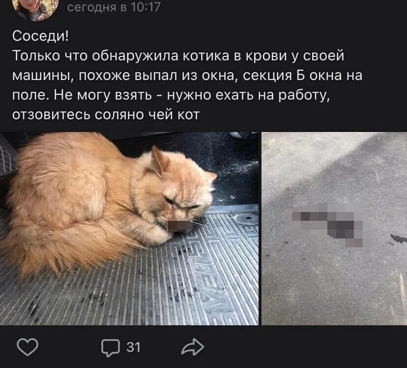 Как найти кошку на улице. Найти сбежавшего кота. чей кот.