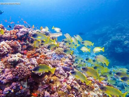 Порт на красном море 4 буквы