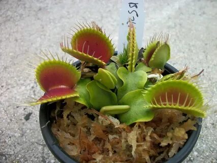 1x Large Adult Plant: Giant Venus Flytrap "B52" Dionaea M...