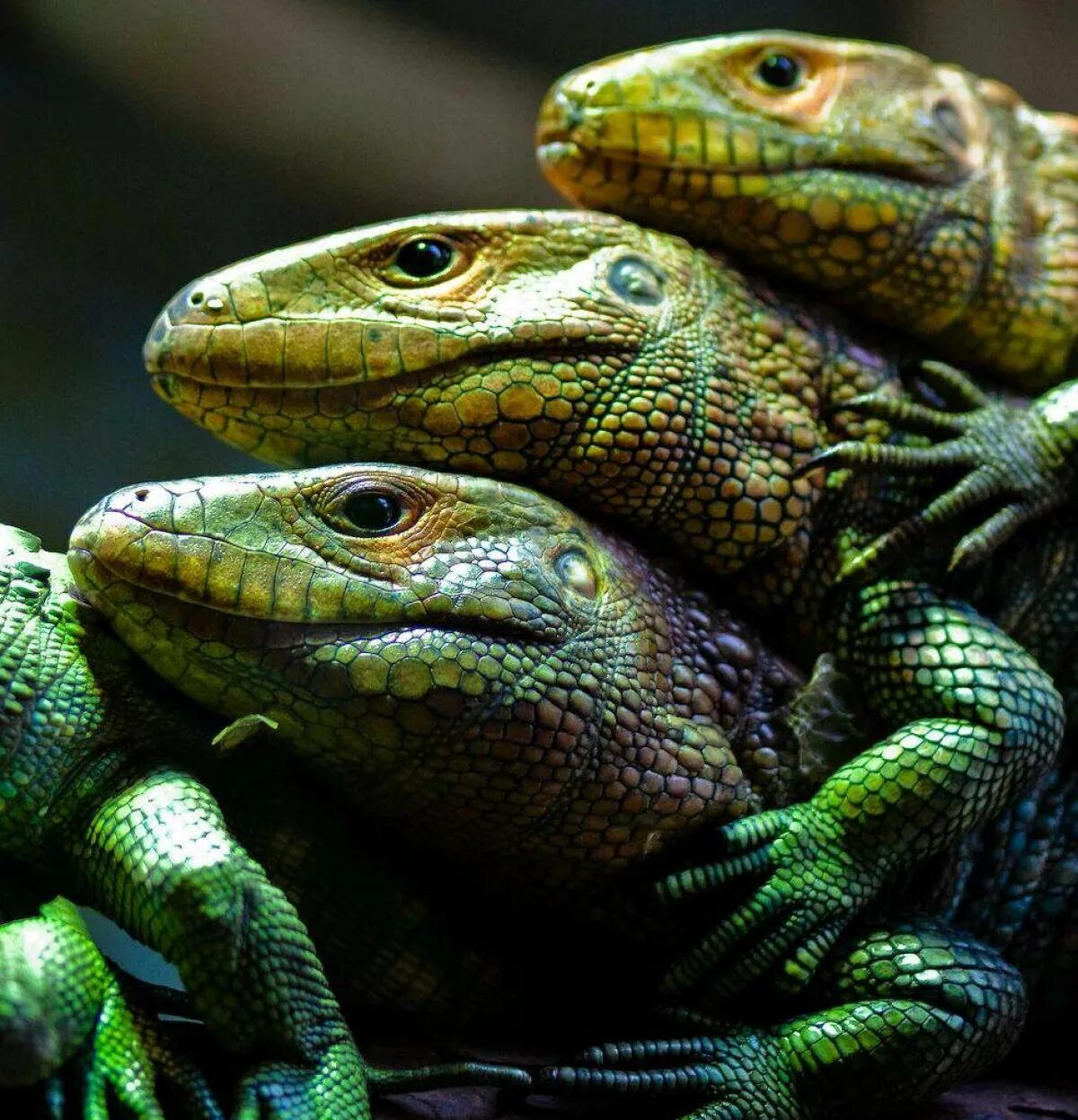 Caiman Lizard. Dracaena guianensis. Каймановый Варан. Пресмыкающихся рептилий.