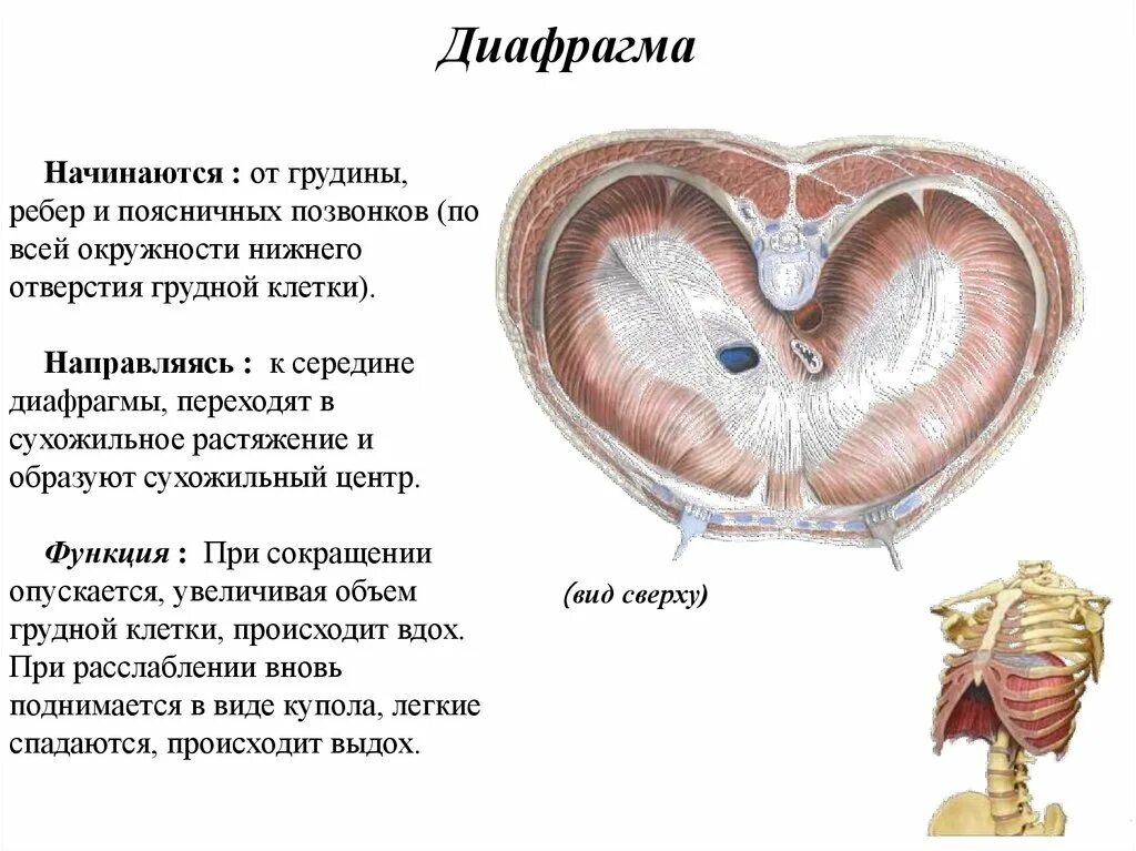 Диафрагма функции. Диафрагма строение топография и функции. диафрагма брюшной полости анатомия. грудная диафрагма анатомия. диафрагма анатомия функции.