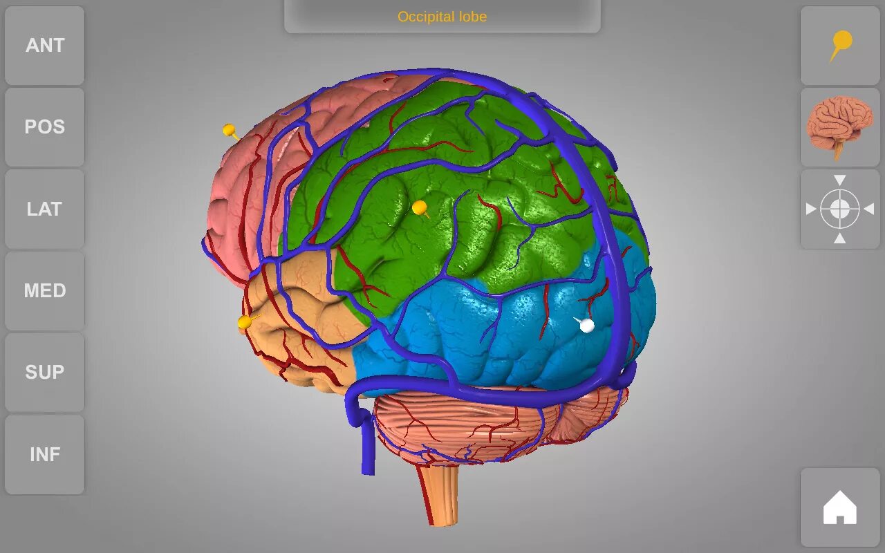 3д анатомия головного мозга. Головной мозг 3д атлас. Приложение brain