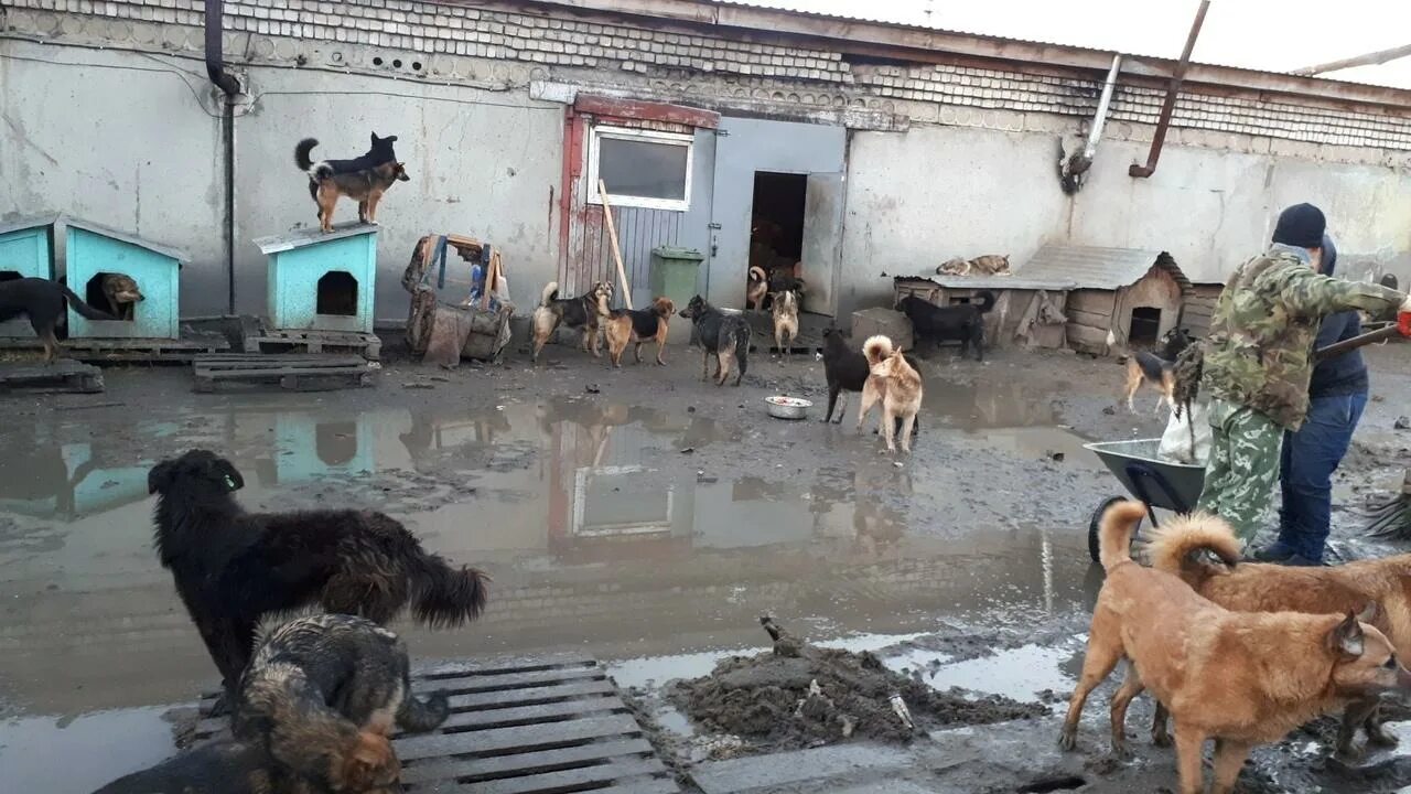 Жизнь собак в приюте. Приют для животных в новокузнецке шанс на жизнь. собачий приют в новокузнецке шанс на жизнь. собачий приют в арзамасе. приют для собак в новокузнецке.
