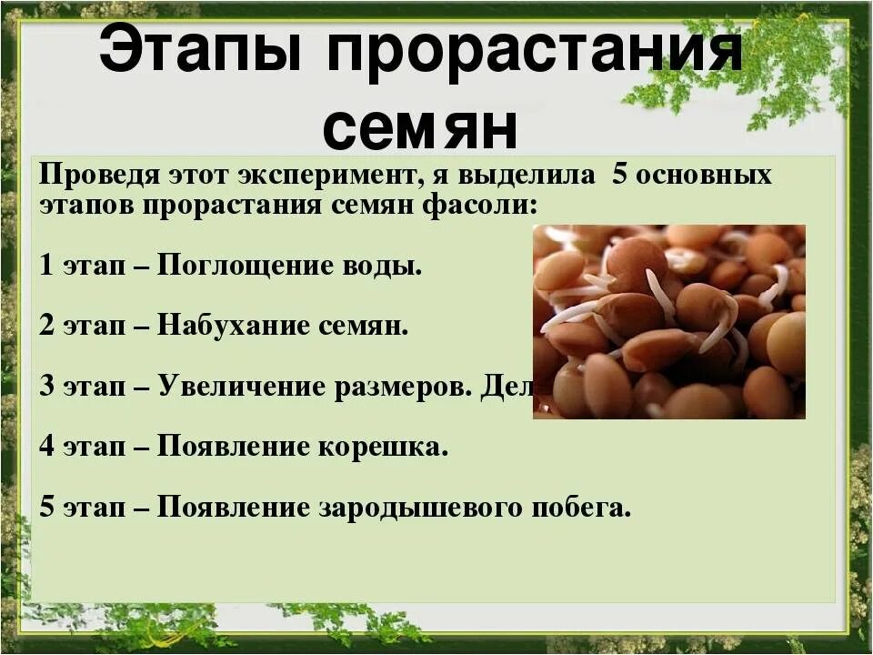 Порядок событий при прорастании фасоли. Этапы прорастания фасоли. опыт прорастания семян фасоли. этапы прорастания семян фасоли. период прорастания фасоли.