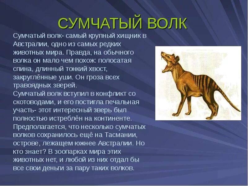 Краткое сообщение о любом животном. Сумчатый волк австралия. красная книга россии сумчатый волк. краткое сообщение о сумчатом волке. самый крупный хищник в австралии сумчатый волк.