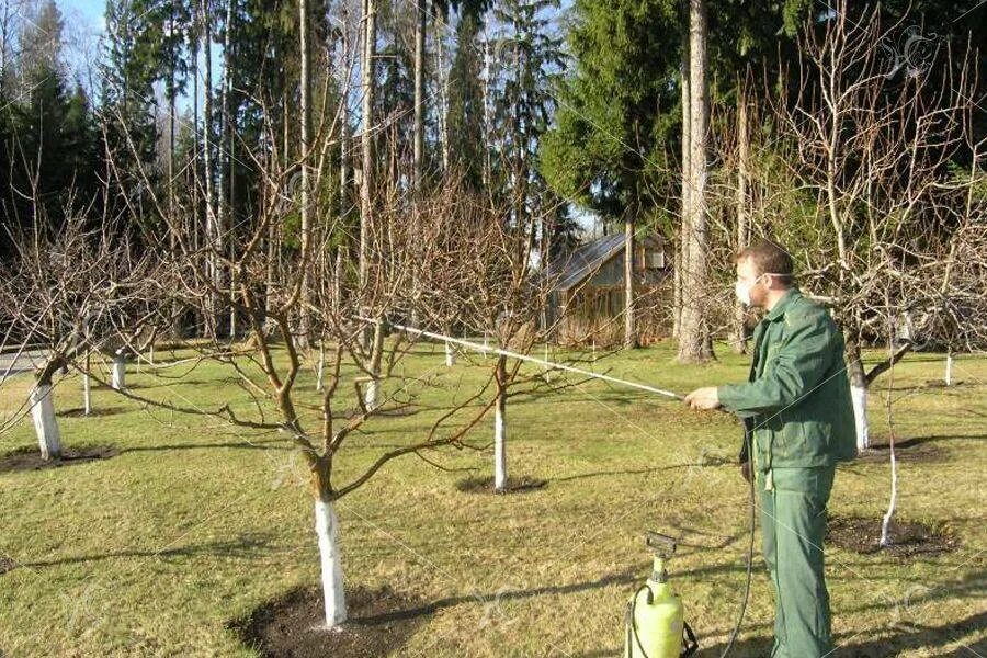Опрыскивание деревьев. Обработка плодовых деревьев. Опрыскивание садовых деревьев. Обработка деревьев в саду. Какие работы проводить в саду в апреле