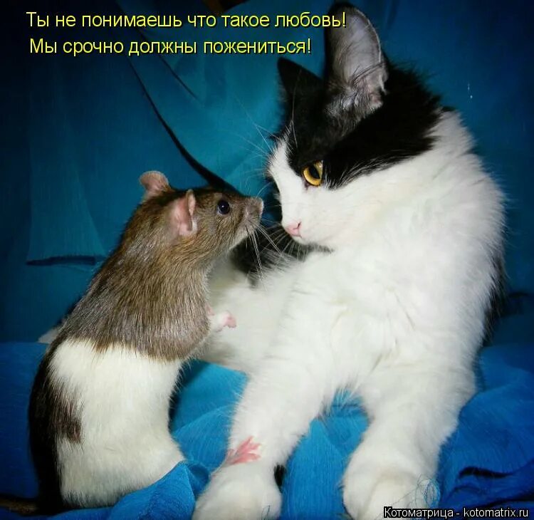 Давай мириться. Пусти меня погулять. Прикольные выражения про котов. Кот мем. Кошки юмор.