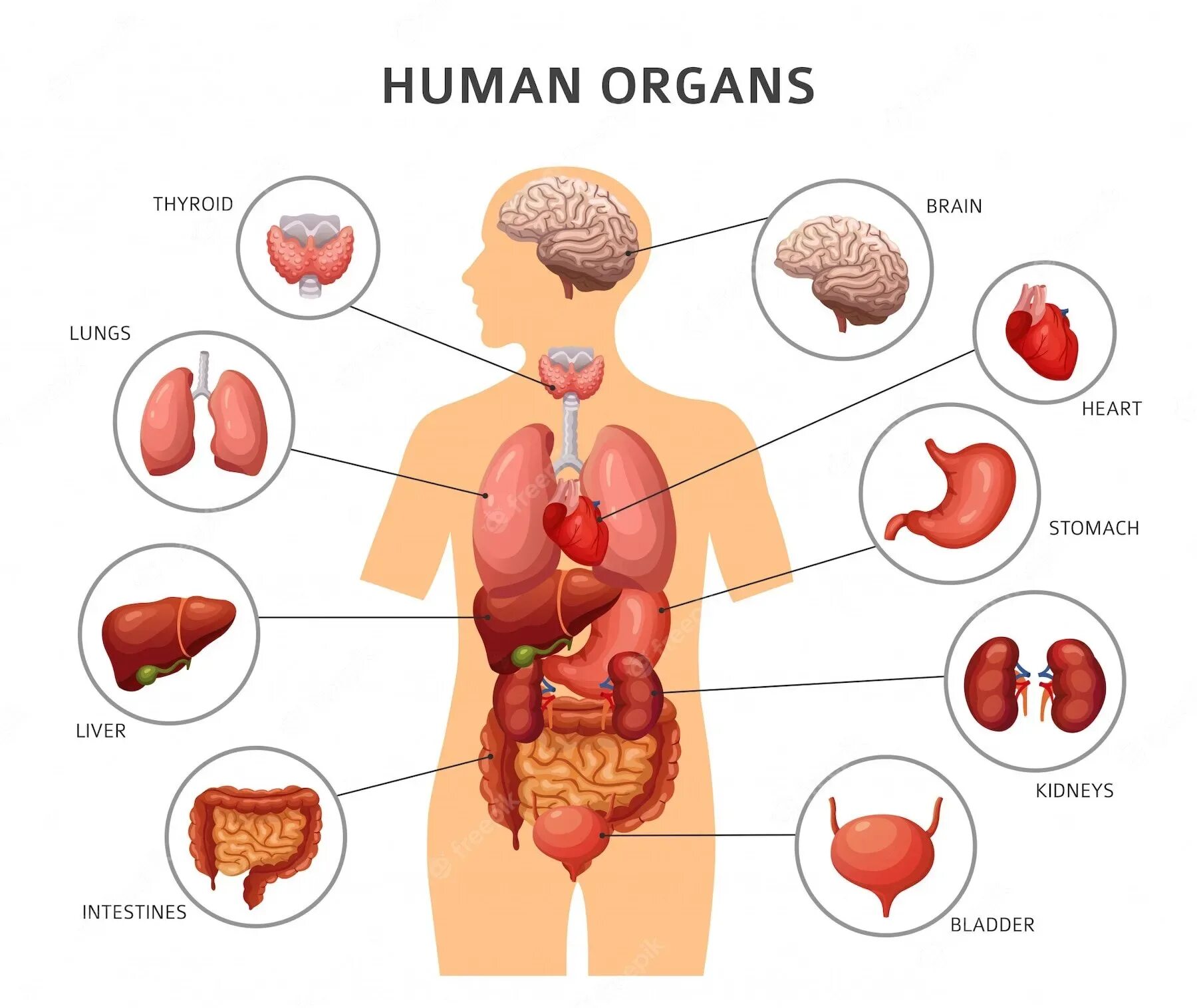 Схема строения органов человека. Строение мужского организма внутренние органы. Внутреннее строение человека схема расположения. Строение внутренних органов человека в картинках. Любой орган в организме