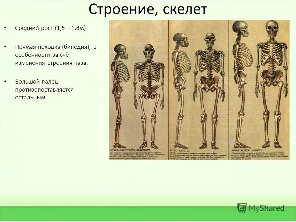 Строение человека прямоходящего. Строение человека прямоходящего