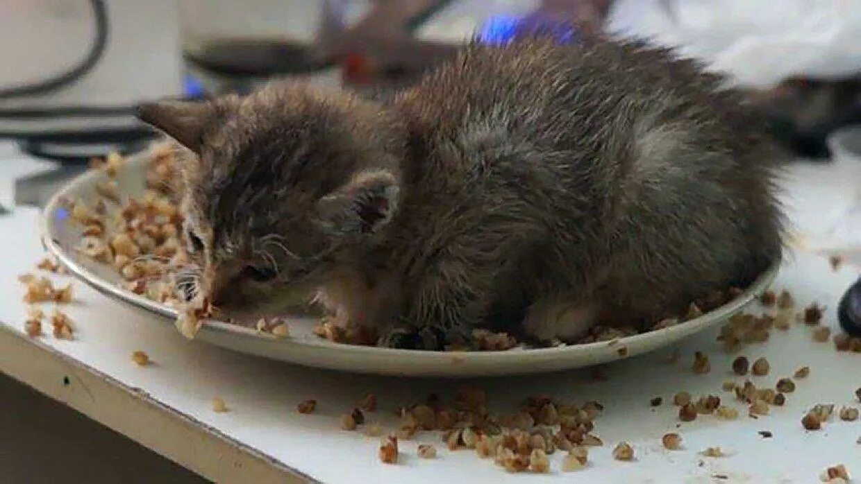 Маленький кашка. Котенок ест. Котенок в каше. Котенок в тарелке. Котенок в тарелке с гречкой.