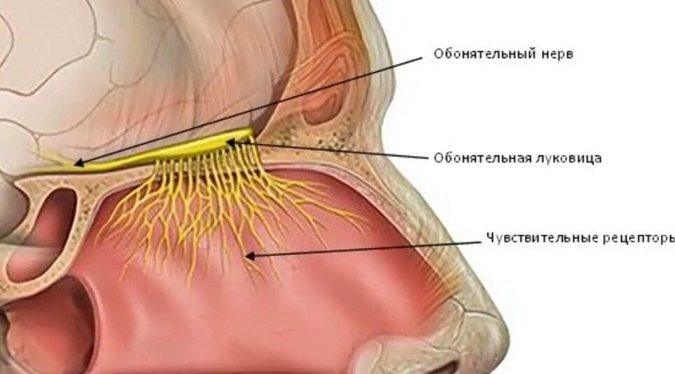 Nervus olfactorius ход. Обонятельные нервы анатомия. Nn olfactorii анатомия. Обонятельная луковица и обонятельный нерв.