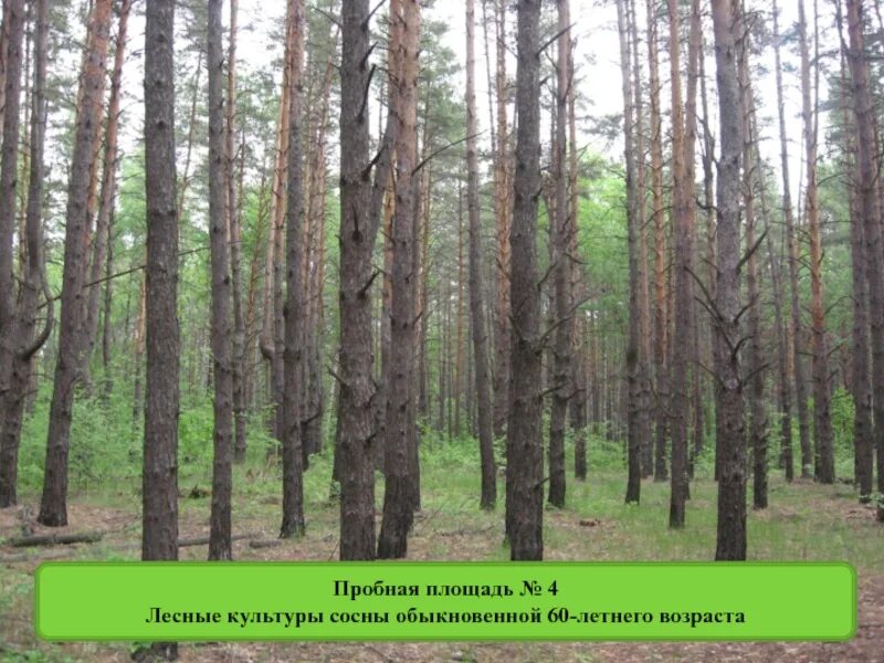 Культуры сосны обыкновенной. Частичные Лесные культуры. Лесное хозяйство сосна обыкновенная. Пробная площадь на лесных культурах.