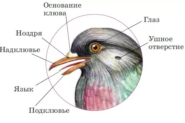 Части клюва птиц