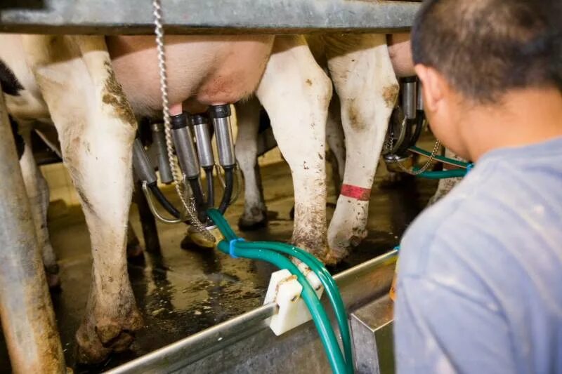 Аппарат машинного доения. Машинное доение коров. Доильный аппарат для коров. Ручное доение коров.