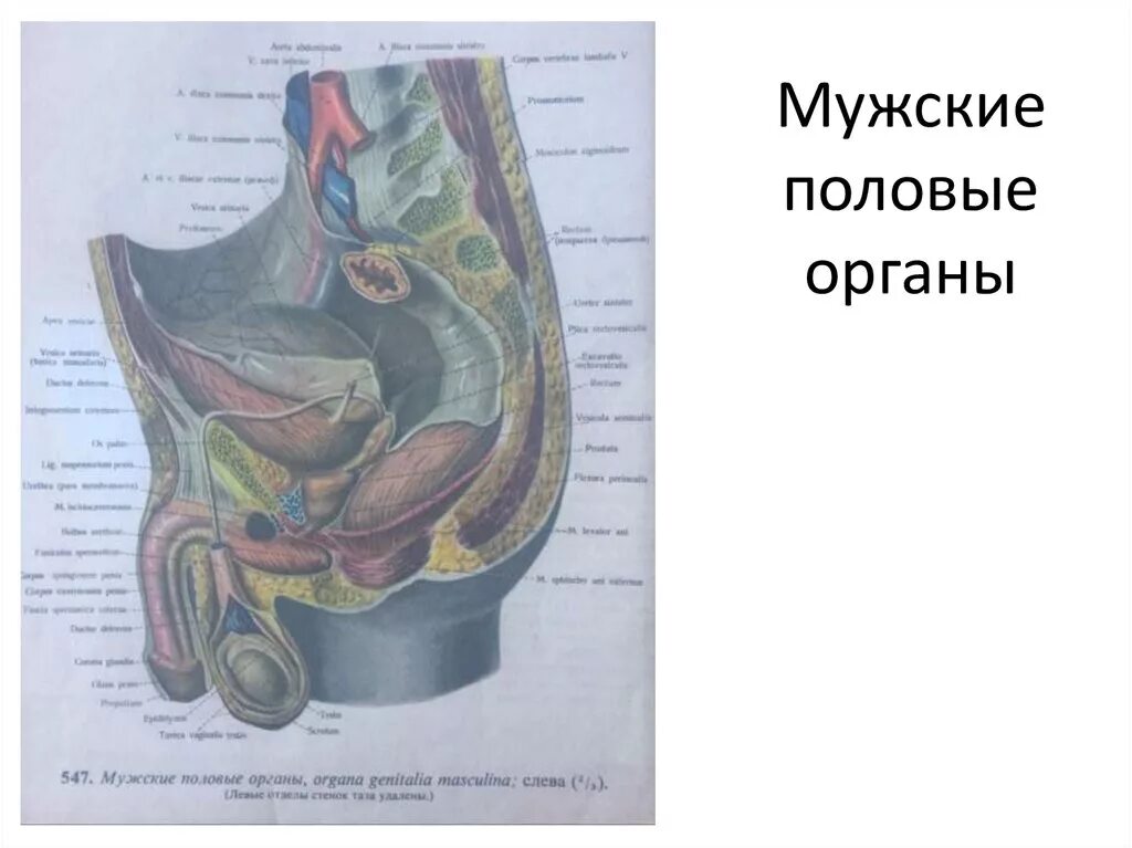 Что такое мужской пол. М ЖС ие половие органи. Половые органы мужчины. Анатомия мужского органа.