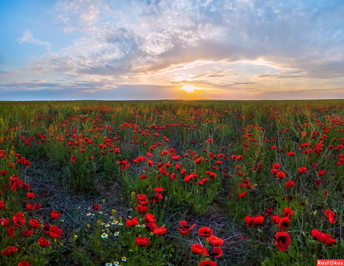 цветущая полянка. фотографии позднего лета. раздолье цветы. душевное раздолье. шапсугская ромашковая поляна.