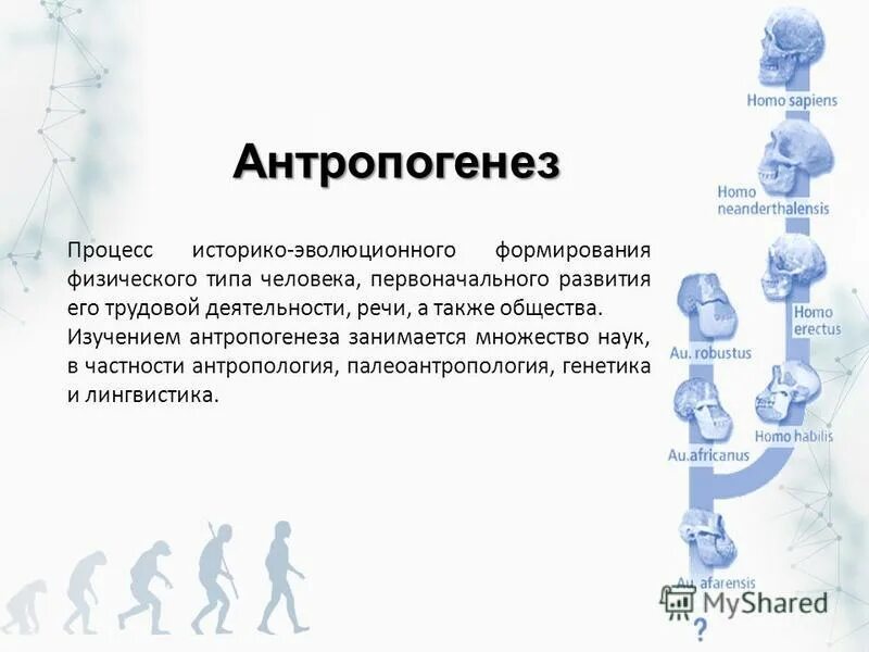 Процесс историко эволюционного становления человека как