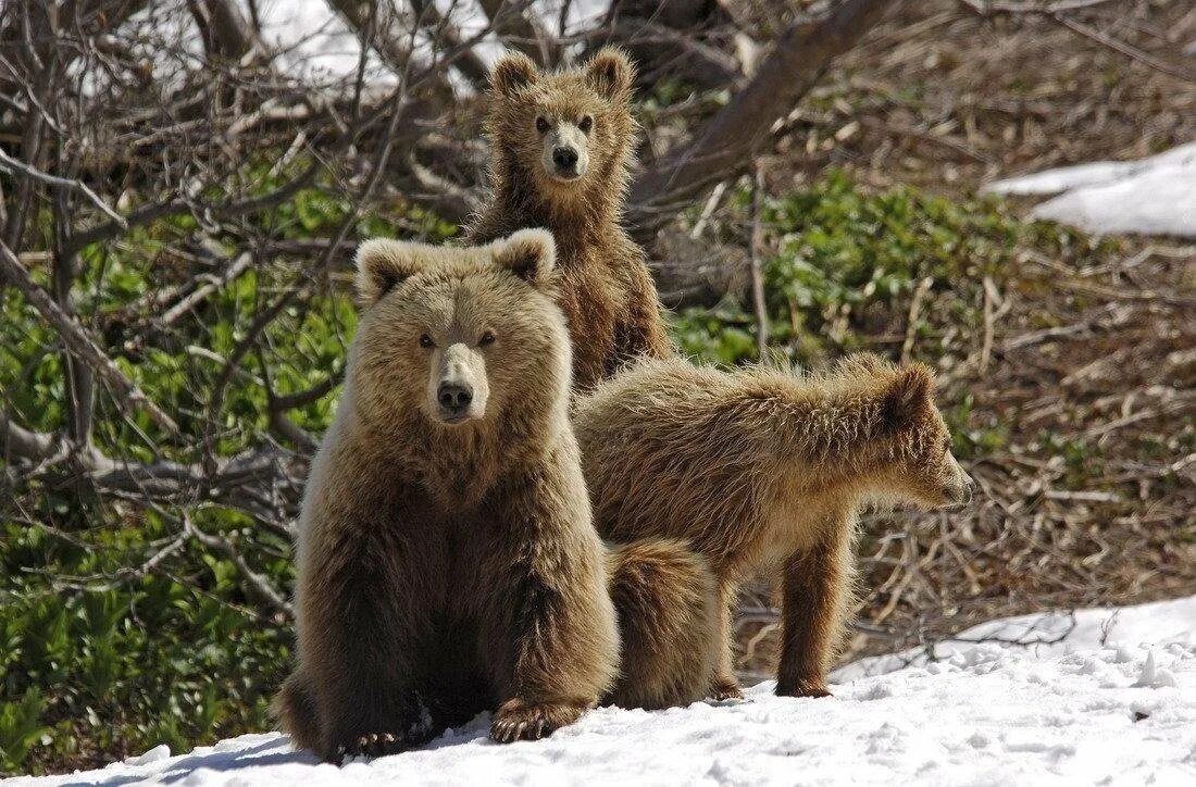 Медведь весной картинки. Медведь весной. Медведица с медвежатами. Медведь весной в лесу. Медведь проснулся.