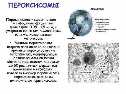 Образование лизосом и пероксисом
