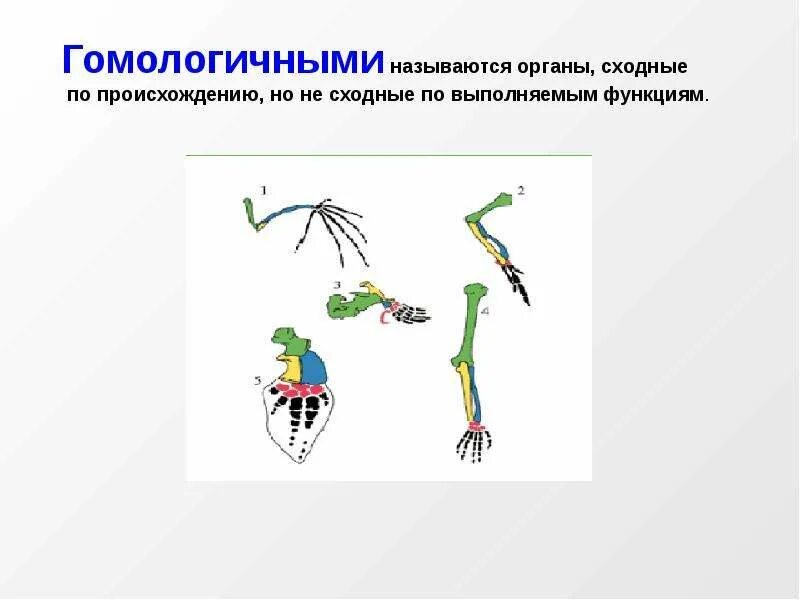 Основные закономерности эволюции. Закономерности эволюции систем. Закономерности в эволюции систем органов. Чистыми линиями называют организмы