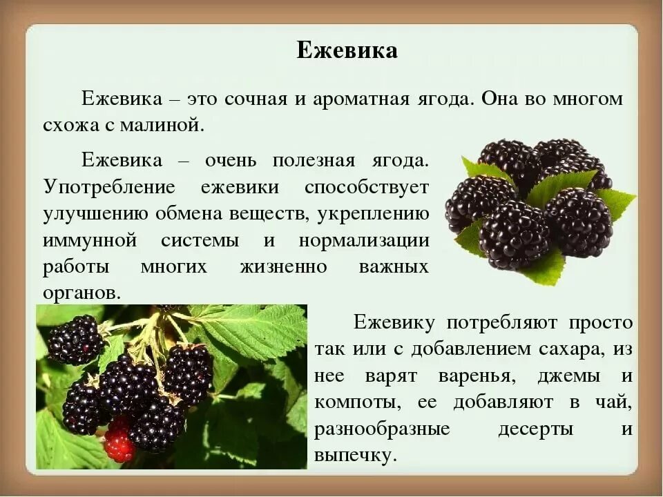 Ягодка характеристика. Ежевика и тутовник. Описание ягоды ежевики. Ежевика полезные свойства. Еживикаполезные свойства.