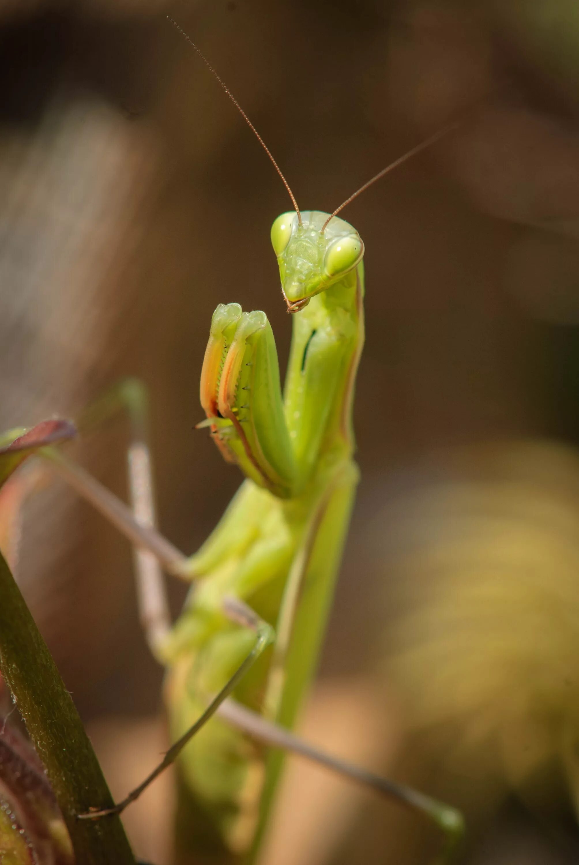 Богомол Mantis. Богомолы Мантис зелёный. Земляной богомол (Geomantis Larvoides). Богомол Мантис макро. Природа богомол