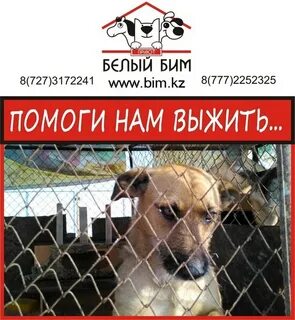 Белый бим кострома