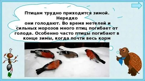 Почему птицы нормально функционируют при температуре 40