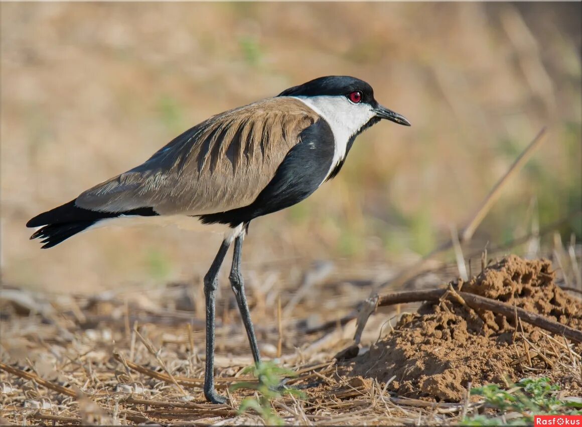 чибис магазин. чибис система магазинов. чибис дзержинск. магазин чибис кемерово. чибис кемерово.