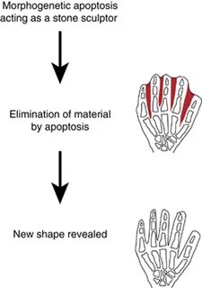 Сделайте анализ терминов по тэ osteologia pathologia