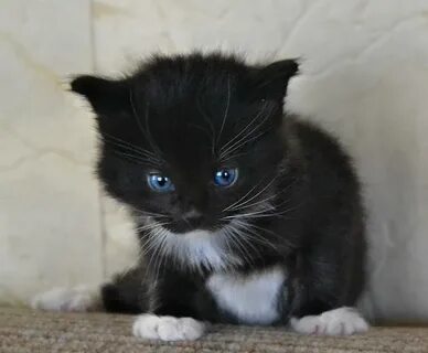 Котята в подольске в добрые