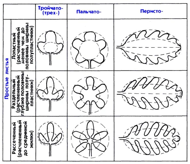 Перисто рассеченная форма листа. Типы расчлененности листовых пластинок. Типы расчленения листовой пластинки простого листа. Типы расчленения пластинок простых листьев. Типы рассечения листовой пластинки.