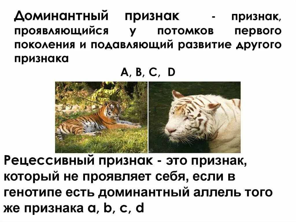 Подавляемый признак доминантный рецессивный. Доминантный признак. Доминантный признак — это признак, который. Доминантный признак первое поколение. Признак, подавляющий развитие другого.